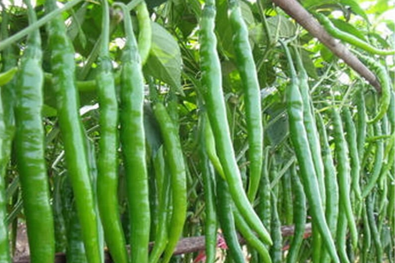 Üretici-market fiyat farkı sivri biberde yüzde 283'e ulaştı!