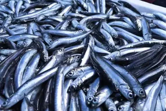 Su ürünleri üretimi 2024'te azaldı, yetiştiricilik arttı... En çok hamsi avladık!